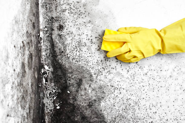 Environmental Consulting for Mold Prevention